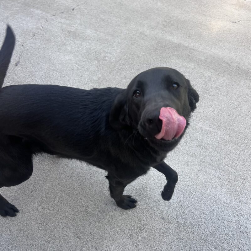 In this photo, Tamsin is mid-prance in community run with one front paw up in the air. She looks happily up at the camera and her tongue is licking her nose.