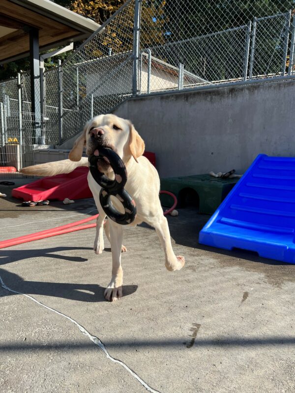 An action shot of Terry, a male yellow lab. He is running towards his handler, with a figure 8 tug toy in his mouth. Terry is in the community run area of the Oregon GDB campus.