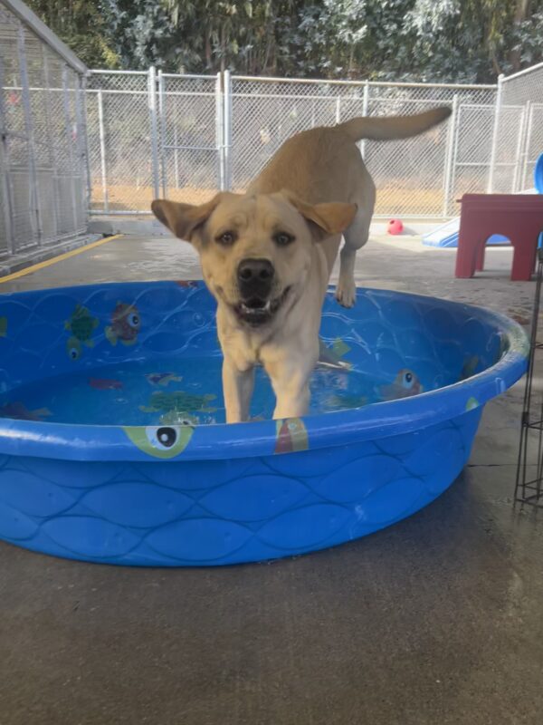 Valentino is bounding into a kiddie pool in community run. His tail is wagging and his ears are flapping in the wind as he jumps in!