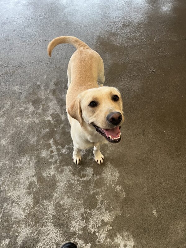 Veruca smiles up into the camera with her mouth open and tongue out while playing in community run.