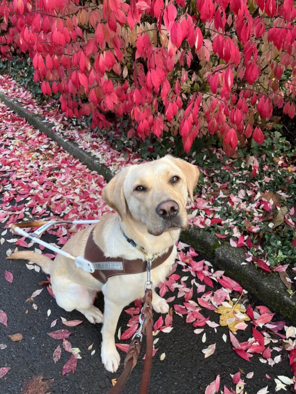Veruca sits in front of some bright red fall foliage while looking up into the camera. She is wearing her brown leather harness.