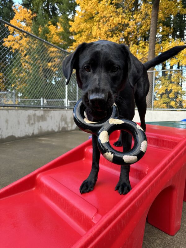 Victory, a male black lab, is standing on a red plastic play structure looking towards the camera. He has a figure-8 goughnut in his mouth.