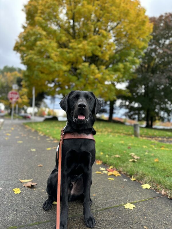 Victory, a male black lab, sits proudly on a sidewalk with leaves sparsely sprinkled around him. He is wearing his guide dog harness and is looking towards the camera. In the background there are two slightly blurred out large trees.