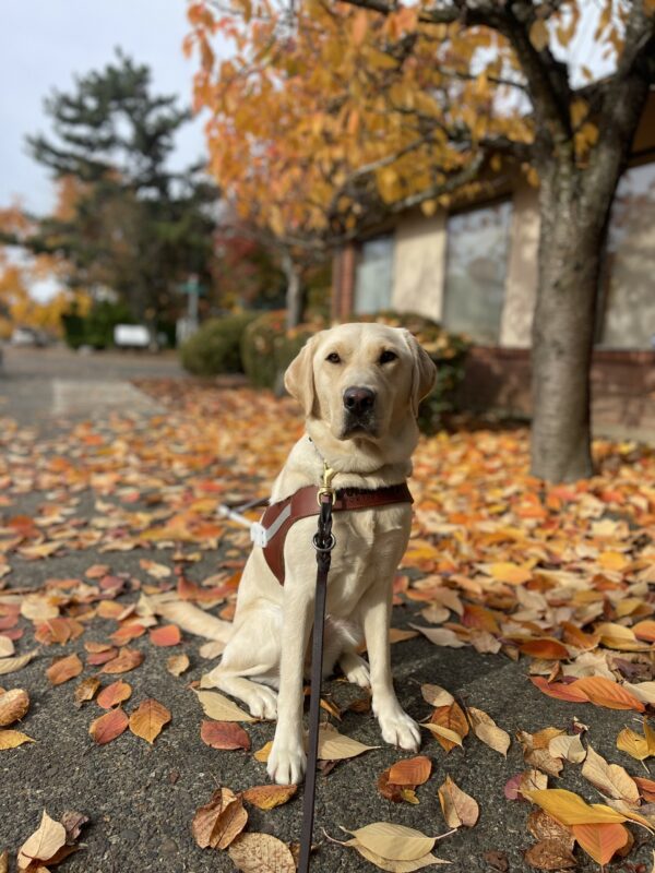 Volley, a female yellow Labrador, sits on a cement sidewalk on top of a layer of yellow, red, and brown leaves. She is sitting in her harness and is looking at the camera. Volley is surrounded by a tree full of yellow leaves.