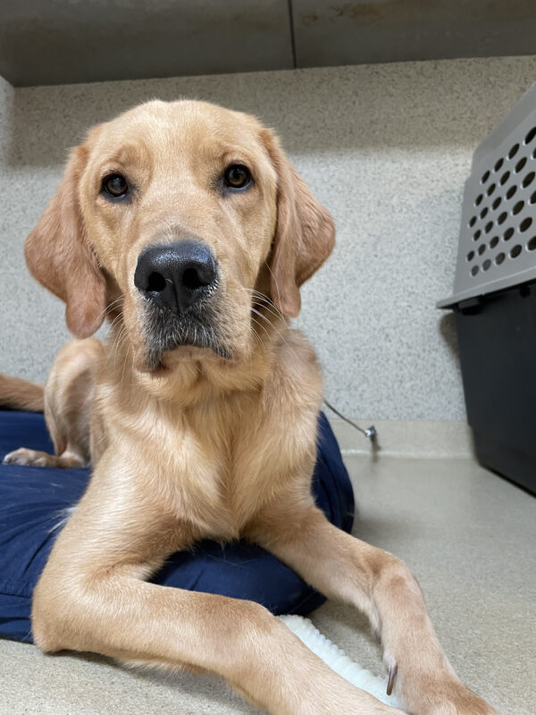 Warner, a male yellow labrador/golden retriever cross, lays on a blue dog bed looking directly into the camera. He holds a nylabone on the floor between his front paws.