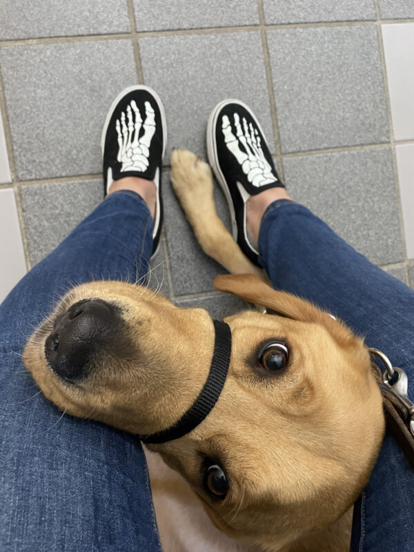 Warner, a male yellow labrador/golden retriever cross, looks up at the camera as he lays under his handler's chair, patiently waiting his turn in the vet clinic.