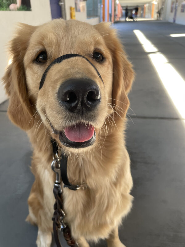 <p>Weasley, a female labrador/golden retriever cross, sits in the kennel complex breezeway looking at the camera. She has her mouth slightly open with her tongue peeking out.</p>