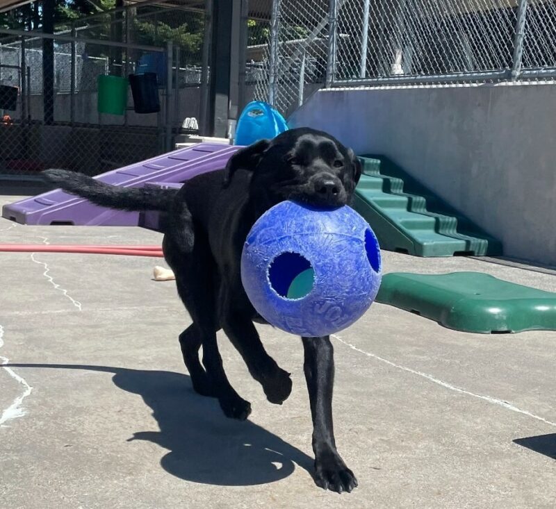 <p>Black Lab, Wyatt is pictured running in the community run area of campus with a blue Jolly Ball in his mouth. There are green and purple play structures in the background. </p>