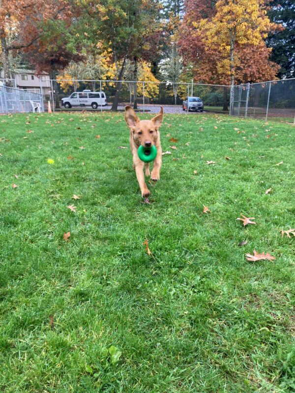 Briar runs through the grassy area, holding a green gouhgnut in her mouth. Her front feet are off the ground and her ears are flying through the air.