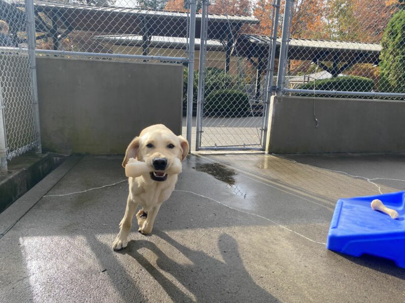 Male yellow lab/golden cross, Canyon, runs in one of our fenced in community run areas. He faces the camera and holds a tan plastic bone in his mouth with a slight smile behind it.