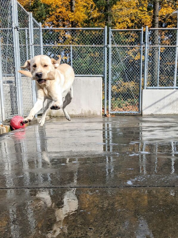 Crumpet is midair with all 4 feet of the ground leaping towards the camera. His ears have taken on an airplane wing look, presumably helping him catch more air and take flight! His reflection can be seen under him in the puddles, and some fall foliage is behind him.