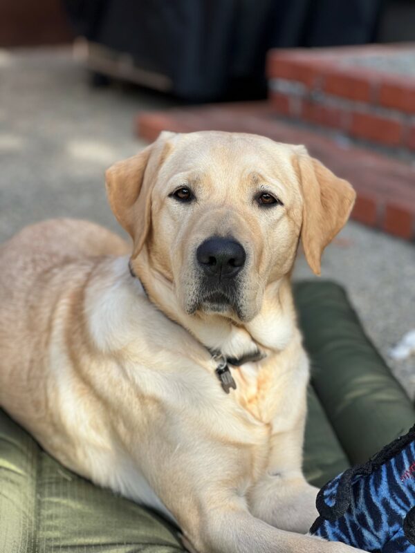Danette lays on a dog bed outside with a tuff toy between her front paws.