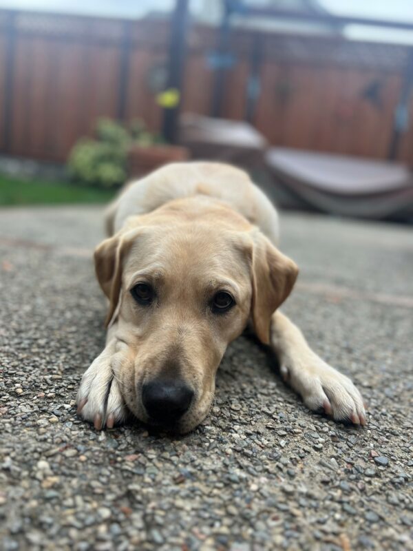 Danette rests on the cement in the backyard of her breeder sitter home.