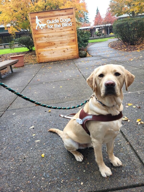 Drake (Yellow Lab) sits while wearing his harness.  Behind him is a wooden fence with the GDB logo and colorful fall foliage in the background