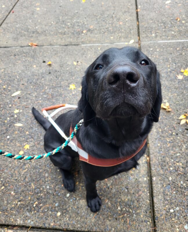 Harry (Black Lab) sits while wearing his harness and stares up happily at the camera, his ears are pressed down and he appears to be subtly grinning.