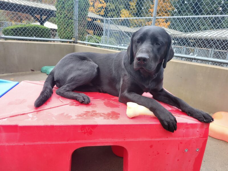 Harry regally lays on a red play structure in community run.  He has his paw on a nylabone.