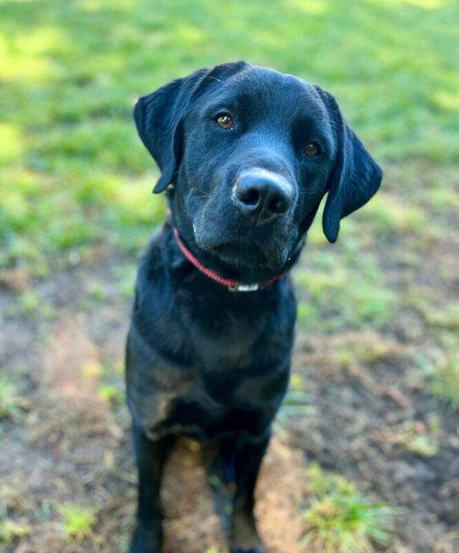 Holmes sits and looks at the camera, his head slightly tilted. He is off leash while playing in a grassy play yard.