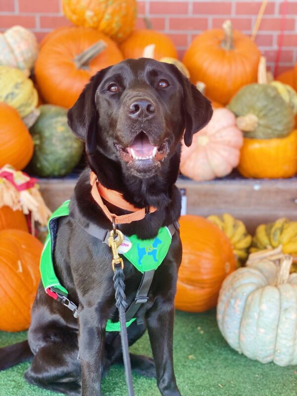 Black Lab Houston in his green service dog vest sitting in front of a pile of various types of pumpkins.