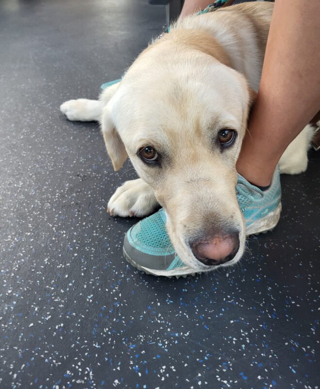 Jack lies on the black tile floor and rests his head on his handler's shoe while staring soulfully into the camera