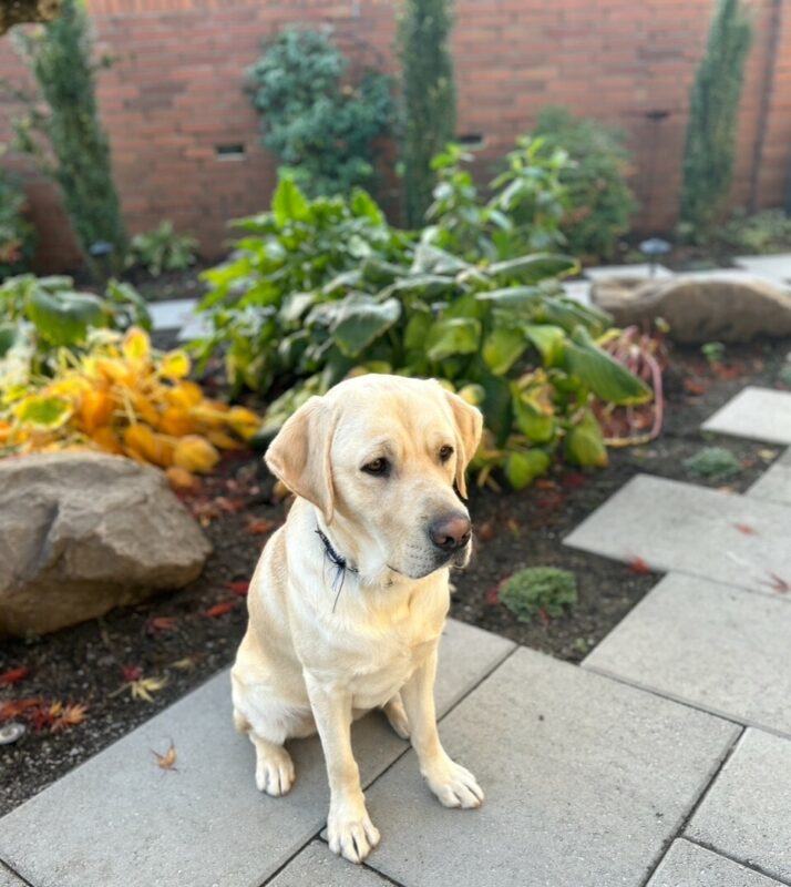 Jack (Yellow Lab) sits on pavers stones in front of a landscaped yard. A brick wall is in the background.