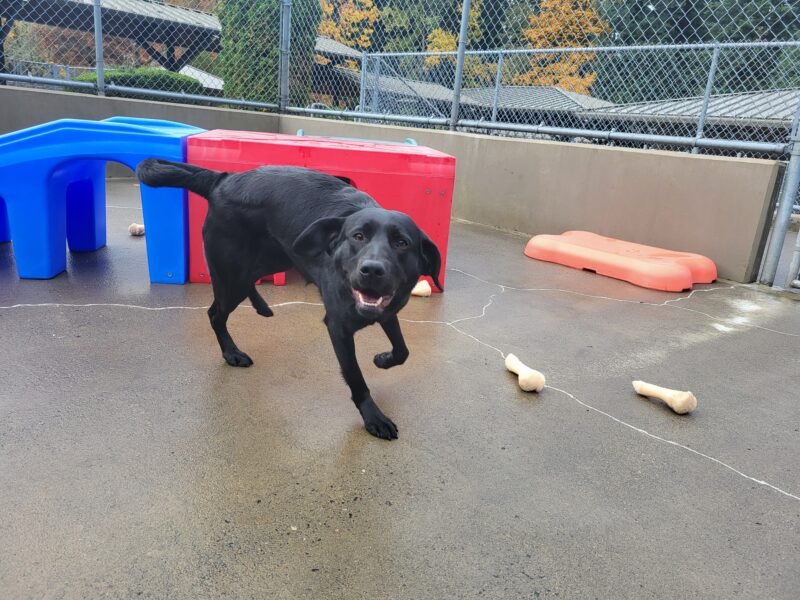 <p>Jan (Black Lab) happily runs towards the camera in community run; her ears are flapping and she has a happy smile on her face.</p>