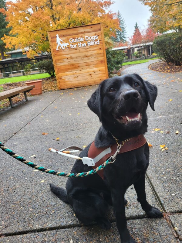 Jan (Black Lab) wearing her harness sits in front of a wooden fence wall that has the GDB logo in the background and fall foliage colors on the Oregon campus.