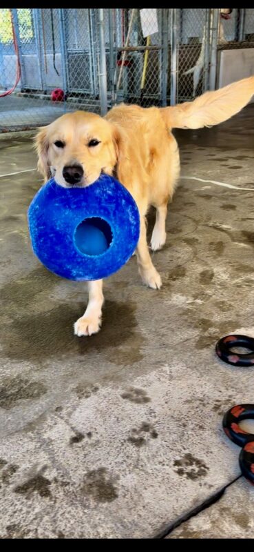 <p>Jane, a yellow lab and golden cross looks into the camera with a happy expression while carrying a blue jolly ball in her mouth towards the camera. Her fluffy tail is in motion to the side and behind her is fencing in community run on campus.</p>