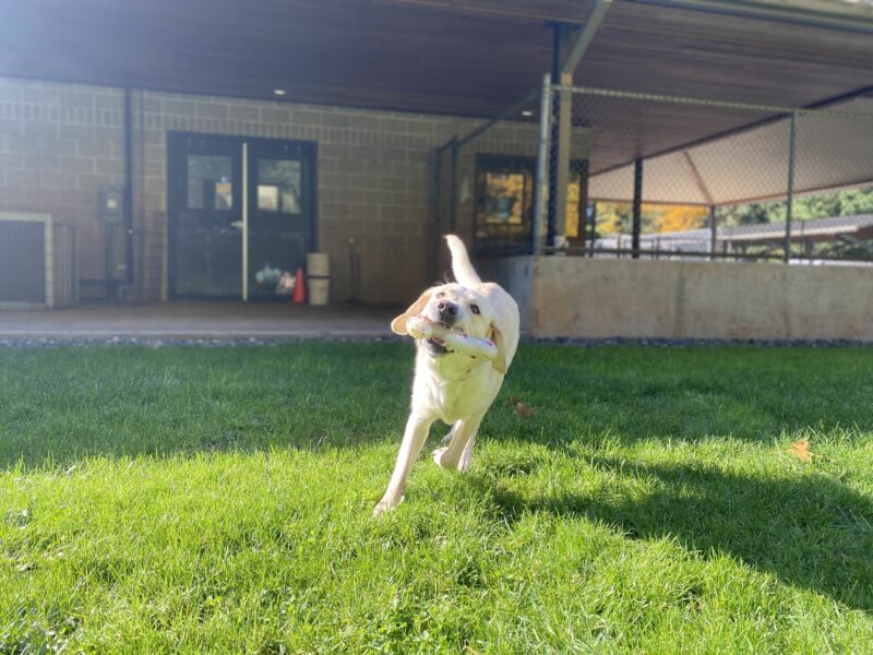 Female yellow lab, Katara, runs in a fenced in grassy area on our Oregon campus. She looks directly at the camera and holds a white plastic chew toy in her mouth. Her tail flies behind her in tow.