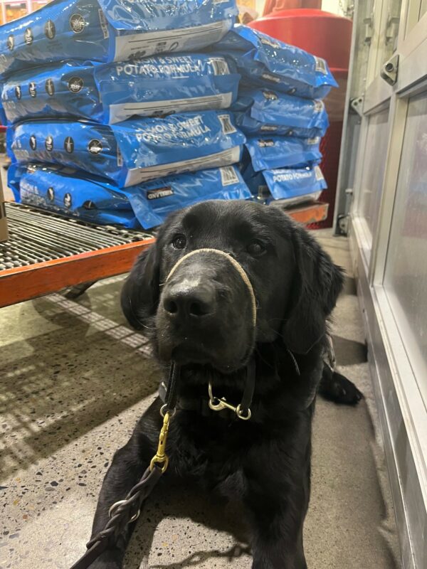 Black Lab.Golden Cross Lennon laying patiently at a feed store in front of a pile of bags of dog food.