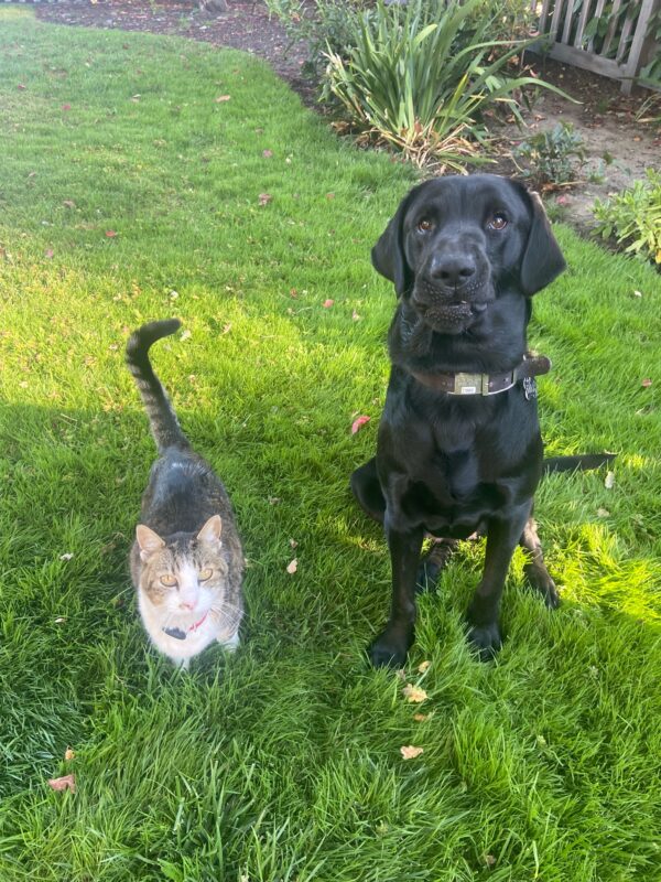 Black Lab Nitro sits on the grass in his breeder sitter home wearing a funny expression with his feline friend beside him.