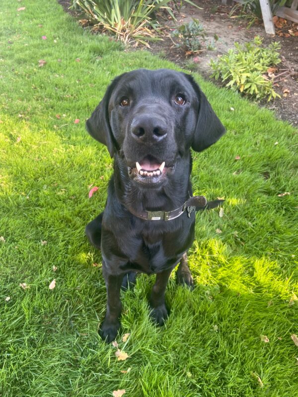 Smiling Nitro sits on the grass in the backyard of his breeder sitter home.