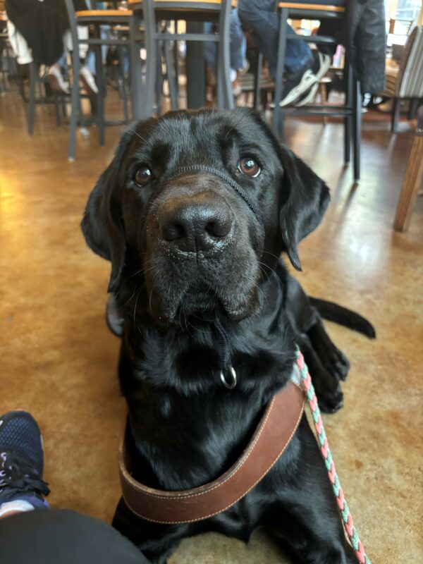 A black lab looks inquisitively into the camera as he lays in harness. He has a pink a gray leash attached to his collar and is wearing a black head collar. Behind him is a coffee shop with chairs and people.