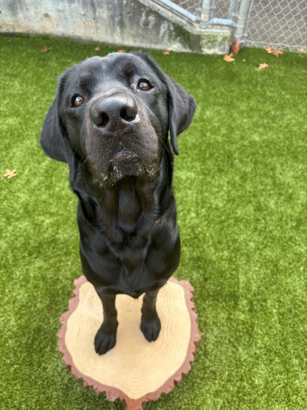 A black lab looks into the camera with both front feet up on a plastic play log. He is in a turf field.