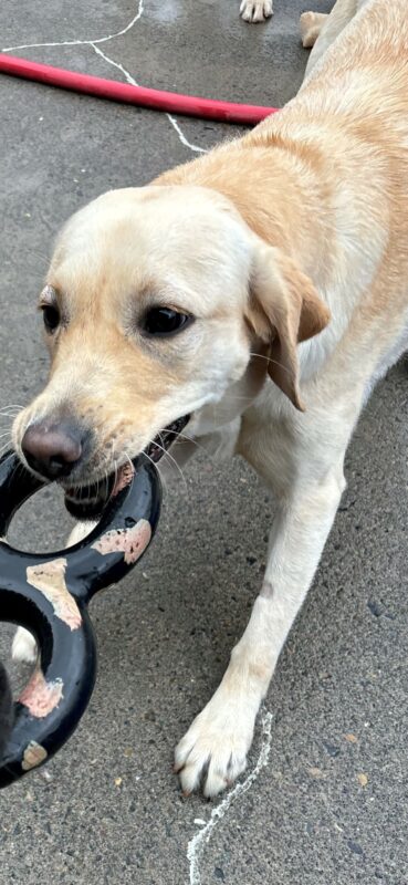A yellow lab holds a black and red rug toy in her mouth in the middle of a tug game with a friend. Her body is stretched from mid-tug and has a determined look on her face. A red hose and wet cement are in the background.