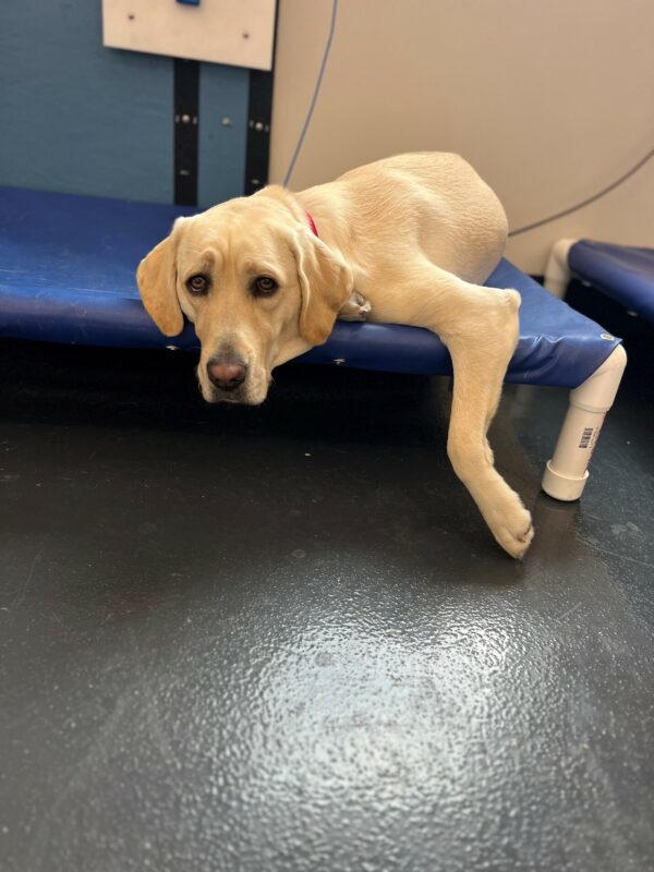 Yellow Lab Sloan laying on a bed, patiently waiting for her turn to train.