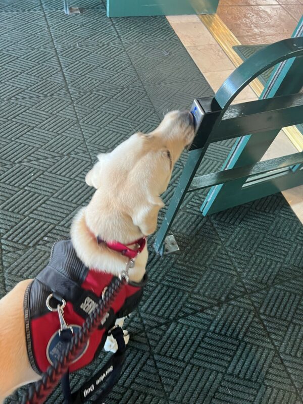 Yellow Lab Sloan in her red and black service vest, pushing a door button with her muzzle.
