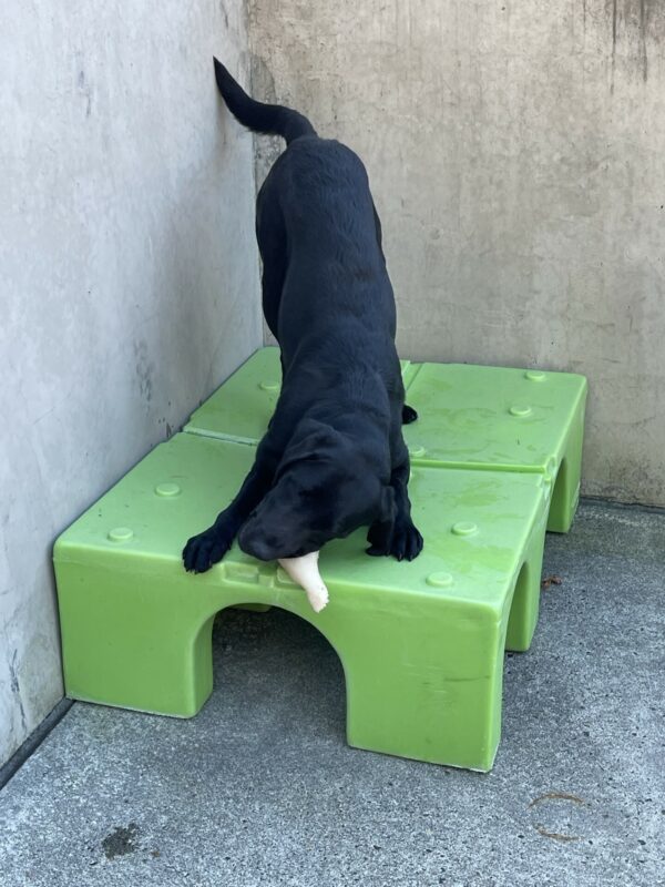 Bonifay is chewing on a bone and her hind end is in the air. She is on a green play structure that is located in the corner of the community run area.