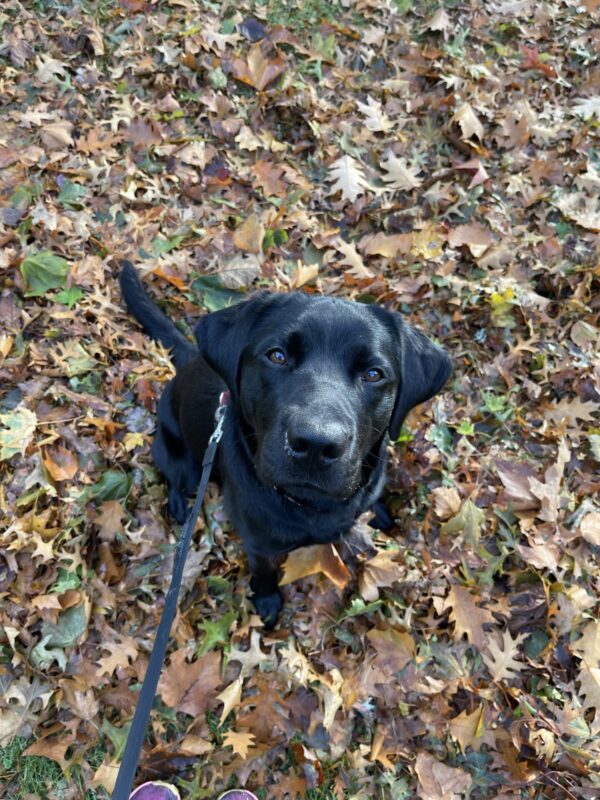 Howie is sitting in a large pile of brown and green leaves. He is looking up at the camera.