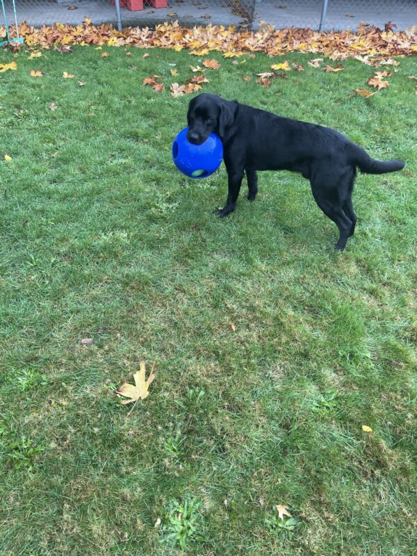Howie is standing in a grassy area with a Jolly Ball in his mouth. He is looking at the camera with sweet eyes and his ears down.