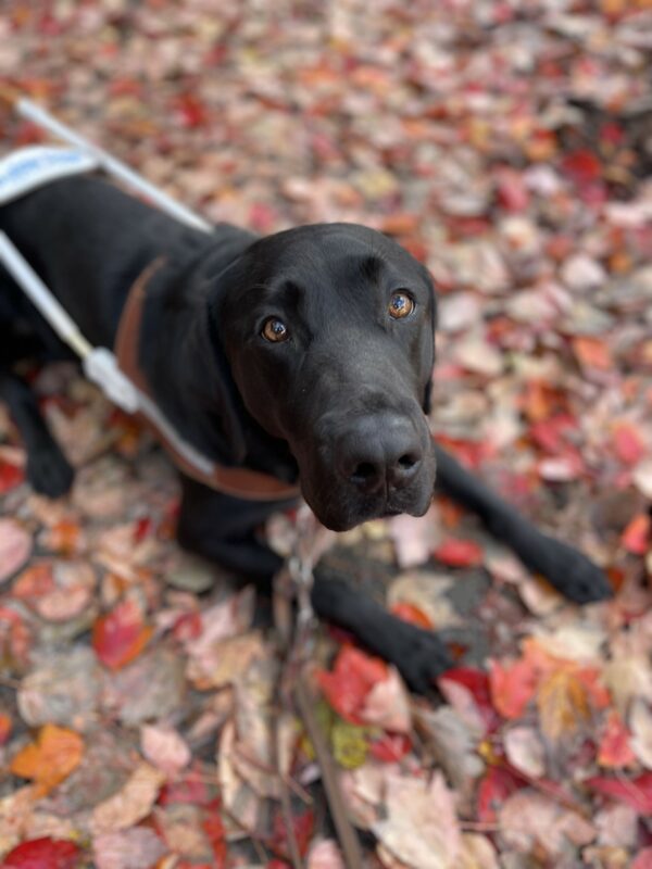 Bonifay is lying down on a leaf covered sidewalk. She is wearing her harness and looking up at the camera. Her face is in focus while the background is blurred.