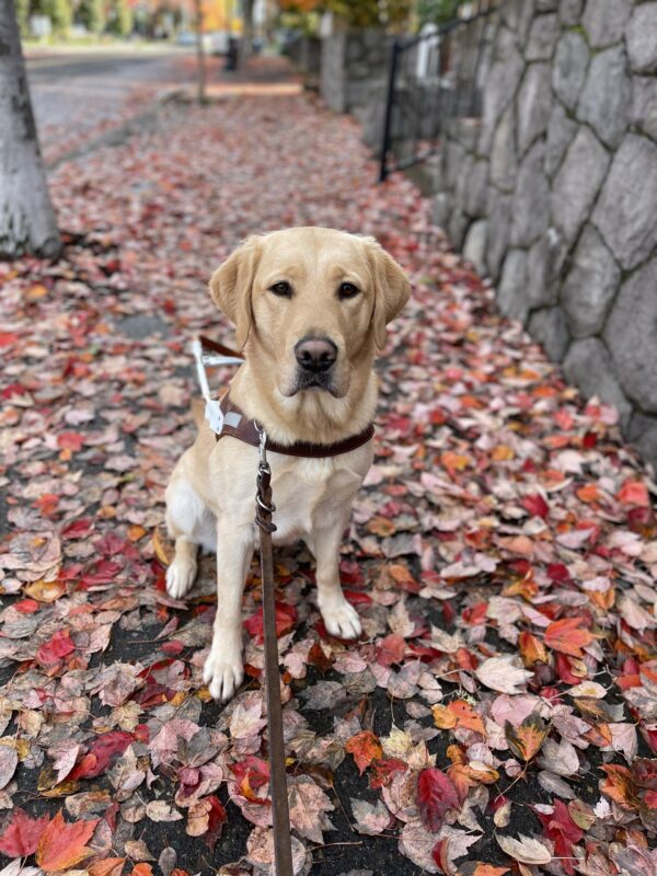 Nonie is sitting in harness on a leaf covered sidewalk. She is looking up at the camera.