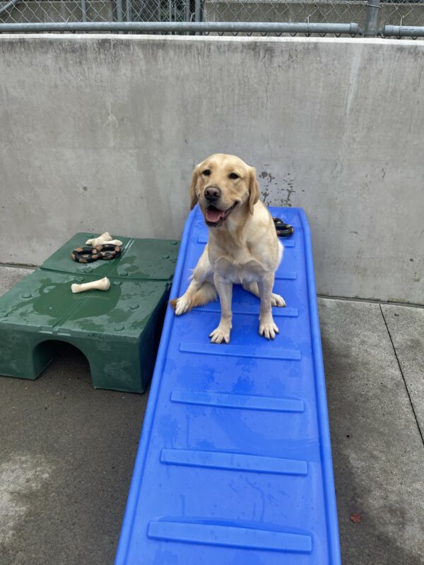 Nonie is sitting on a blue play structure in community run. She is looking at the camera and her mouth is open.