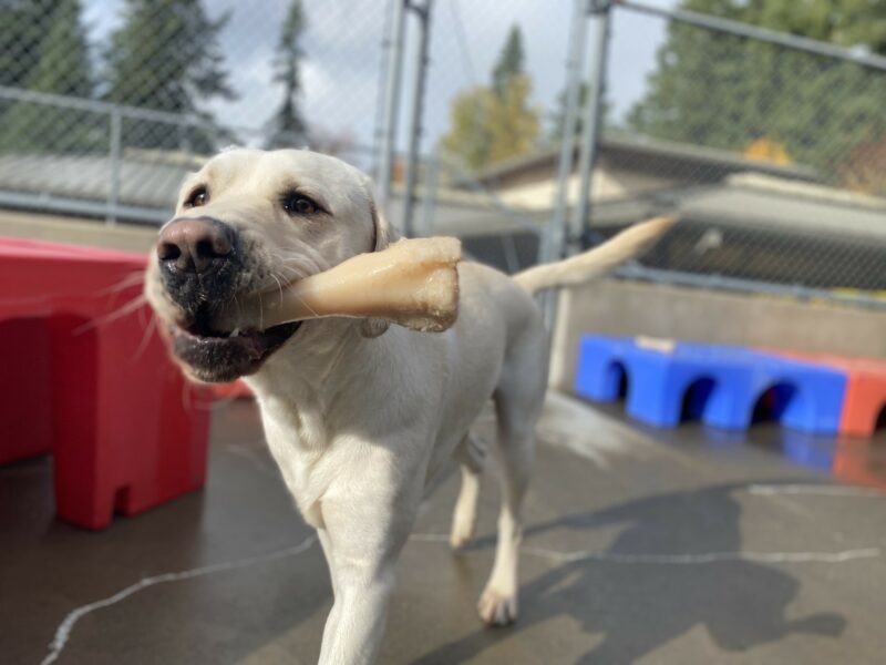 Male yellow lab, Tilden, stands in one of our fenced in community run areas. He holds a tan plastic bone out of the left side of his mouth and wags his tail behind him. Red and blue plastic play structures are out of focus in the background.