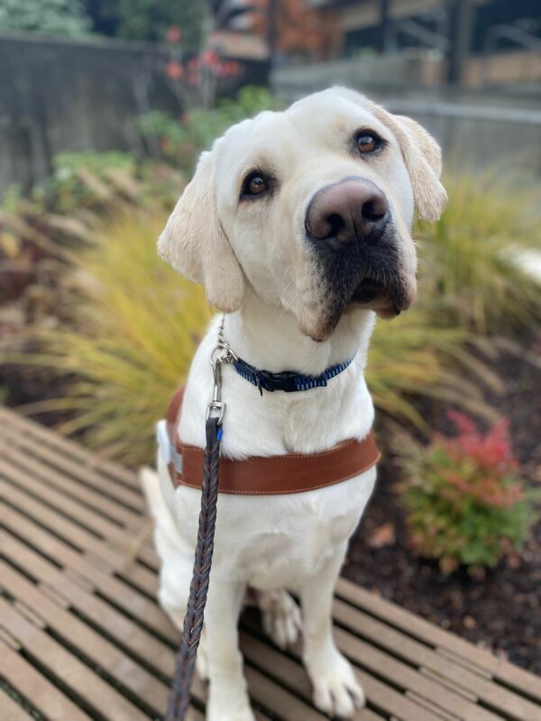 Male yellow lab, Tilden, sits on a wooden bench in his GDB harness. He looks slightly up at the camera and tilts his head counterclockwise. Vibrant yellow and green bushes are out of focus behind him.