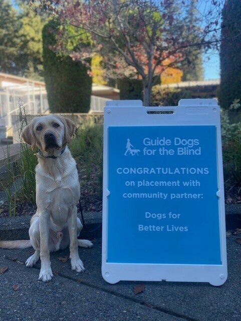 Yellow Lab Veteran sitting next to a blue sign congratulating him on being accepted by Dogs for Better Lives.