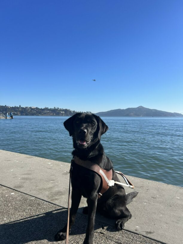 Fjord sits in harness on cement with his mouth slightly open and his gaze directly into the camera. In the background is the bay with a neighborhood farther in the distance. There is also a small seaplane flying overhead in the distance.