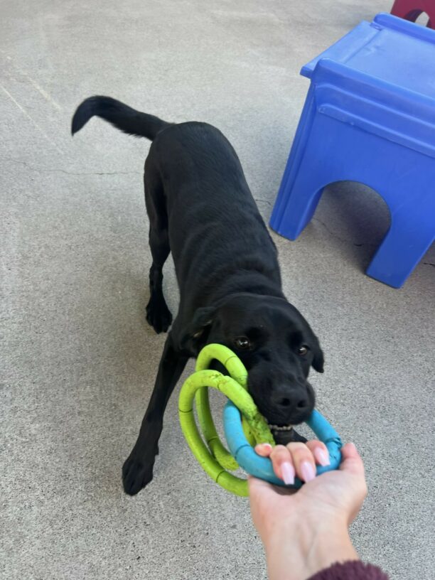 Fjord is playing tug of war with a blue and green 3-ring tug toy with his handler.