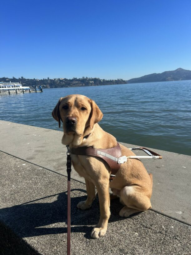 Burt sits in harness on cement with a serious look on his face as he stares into the camera. The bay is behind him with a boat docked in the background.