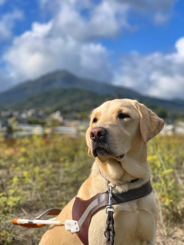 Lantern, a male yellow lab, sits on a walking path with blue skies and white clouds in the background. He is wearing a leather GDB harness.