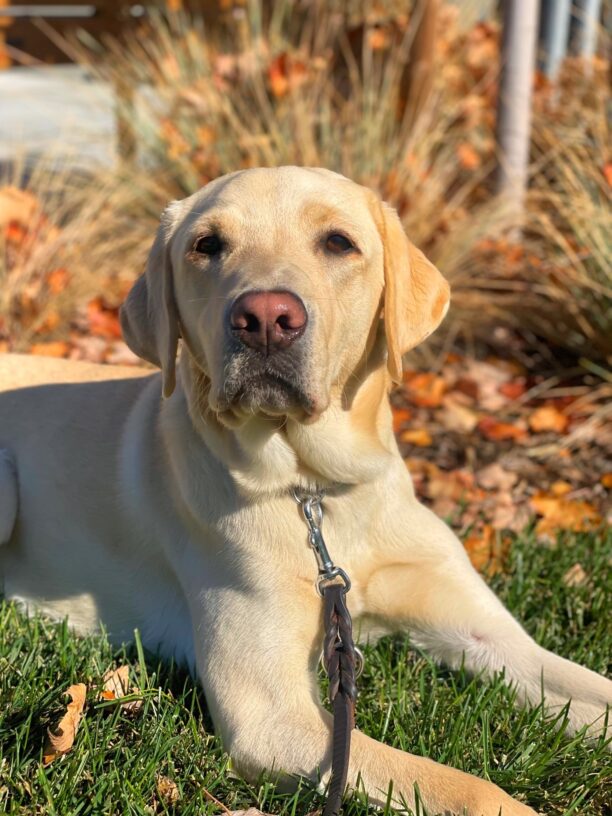 Lantern, a male yellow lab, lies on green grass in front of colorful fall foliage. He is looking directly at the camera.
